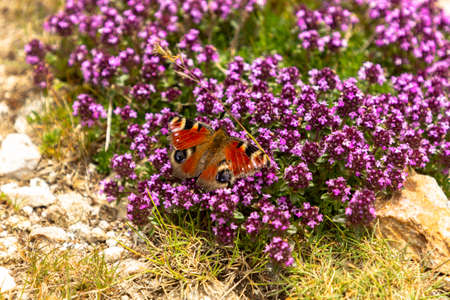 Close-up of Aglais Io butterfly perched on lilac flowering plant