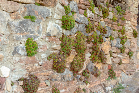 Wild plants growing in stone wall