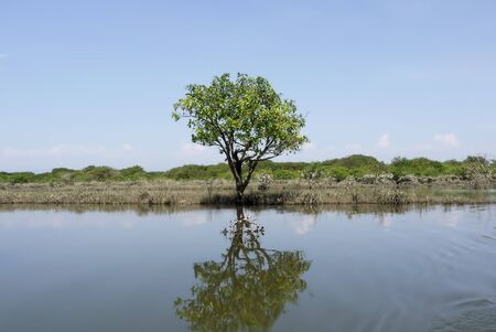 Swamp forest -Ratargulの写真素材