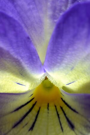 pansy flower closeupの写真素材