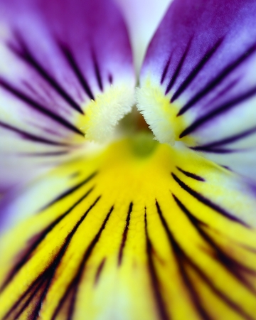 pansy flower close upの写真素材