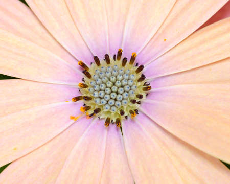 daisy macroの写真素材