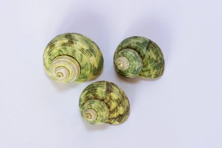 shellsの写真素材