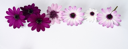 white and purple daisiesの写真素材