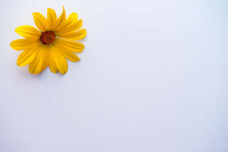 yellow daisyの写真素材
