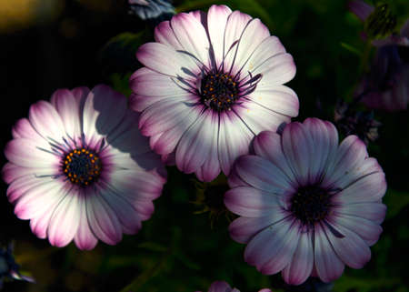 white and purple daisies の写真素材