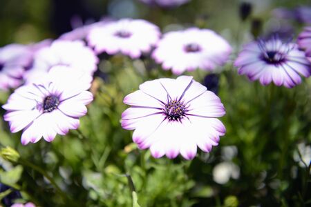 white and purple daisies の写真素材
