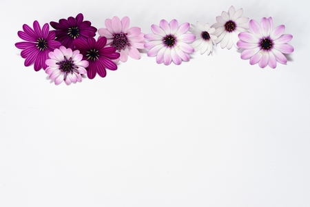 white and purple daisies isolatedの写真素材