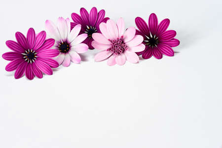 white and purple daisies isolatedの写真素材