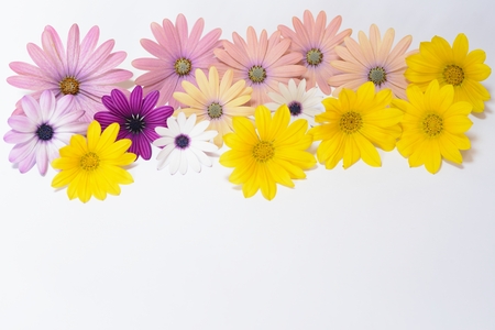yellow , purple and violet daisiesの写真素材