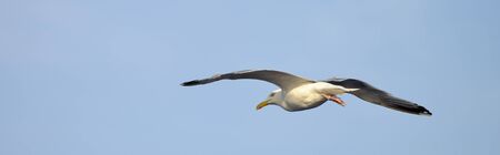 seagullの写真素材