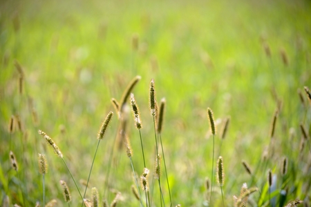 green meadowsの写真素材
