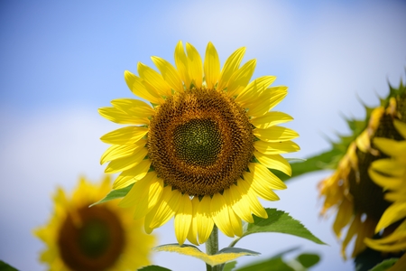 sunflower close upの写真素材