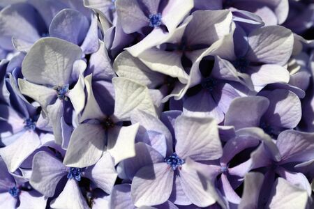 Hyndrangea Hortensia macroの写真素材