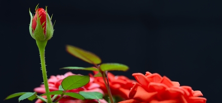 red rose on black backgroundの写真素材