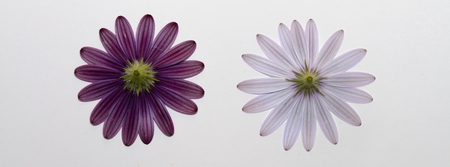 white and purple daisies