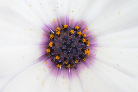 white andpurple daisy macroの写真素材