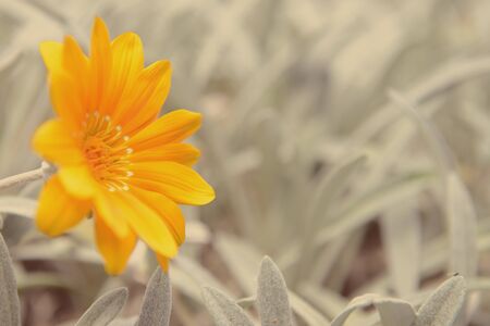 orange daisyの写真素材