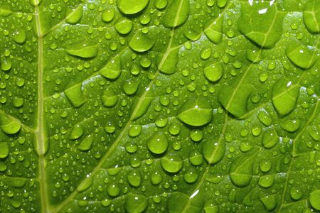 Beautiful green leaf with drops of waterの写真素材