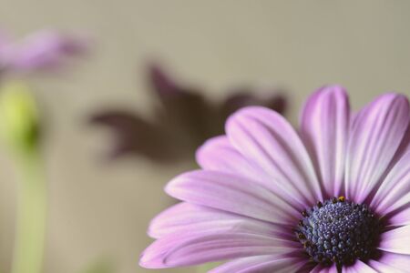 daisies background