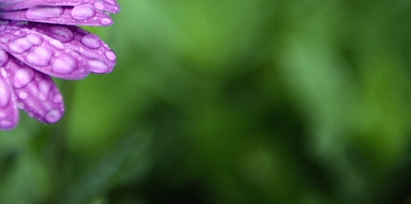 purple daisy and water dropsの写真素材