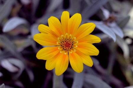 orange daisyの写真素材