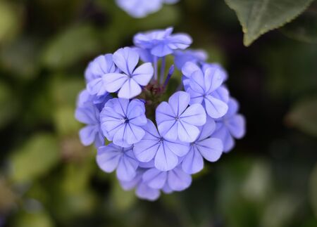 flower isolatedの写真素材