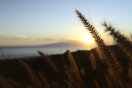 field in the sunsetの写真素材