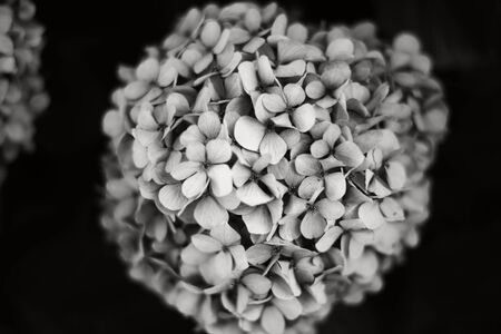 flower isolatedの写真素材