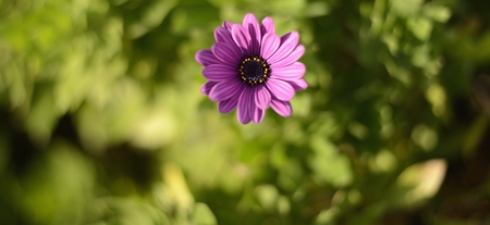 purpple daisy backgroundの写真素材