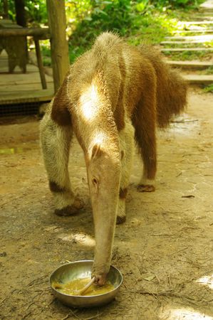Anteater rescued from poachers in a wildlife refuge in Iquitos, Peruの写真素材