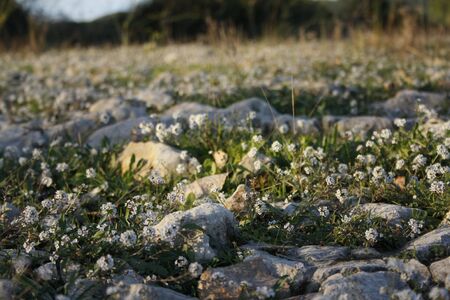flowers and stonesの写真素材