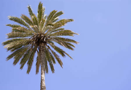 Palm tree