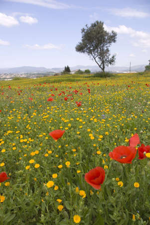 Red poppies on a cloudy skyの写真素材