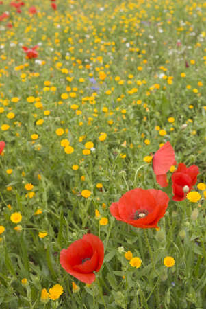 Red poppies closep upの写真素材