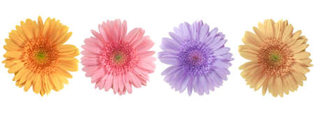 Beatiful  gerberas for your spring designsの写真素材