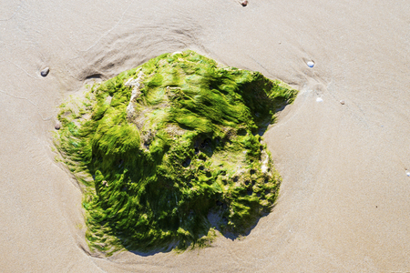 Green seaweed on rock as the tide goes down at the beachの写真素材