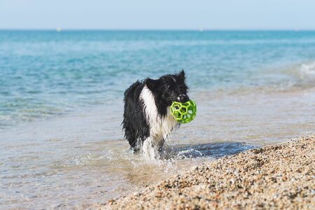 border collie dog with ball in mouth while running on the beachの写真素材