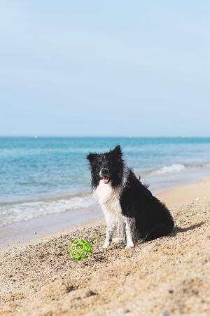 border collie dog with ball in mouth while sitting on the beachの写真素材