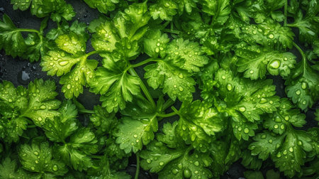 Fresh ripe cilantro with water drops on dark background, top view. AI Generativeの素材