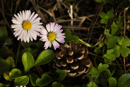daisy and pineconeの写真素材