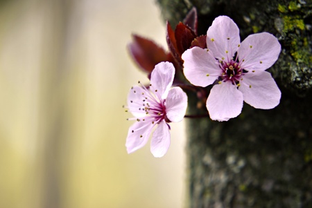 white spring flower on a tree