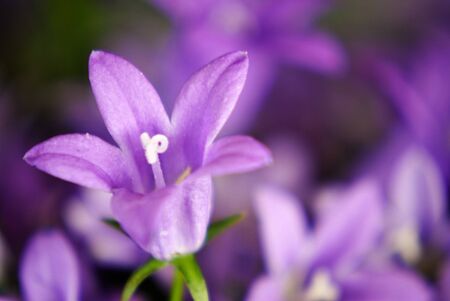 purple tiny flowerの写真素材