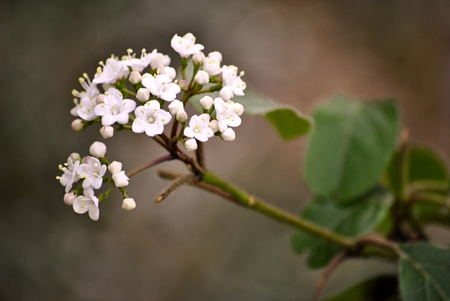 white spring blossomの写真素材