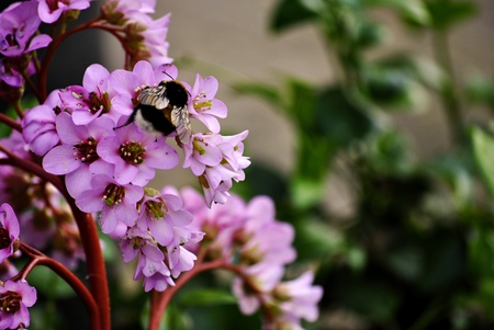bumble-bee on pink flowersの写真素材