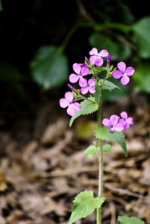 purple little flowerの写真素材