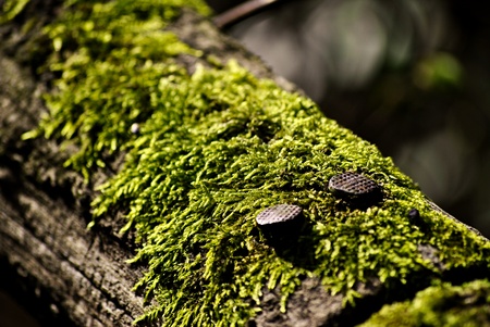 nails on wood with mossの写真素材