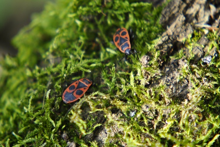 firebugs on mossの写真素材