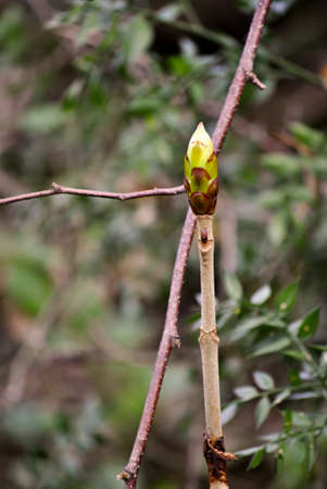 single spring bud on a branchの写真素材