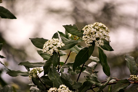laurel leaves and white flowersの写真素材